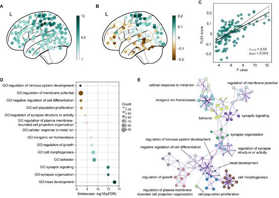 生命学院脑器交互研究团队在Science Advances期刊发表研究成果-生命