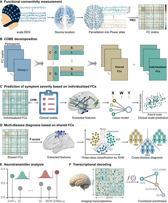 生命学院脑器交互研究团队在Science Advances期刊发表研究成果-生命